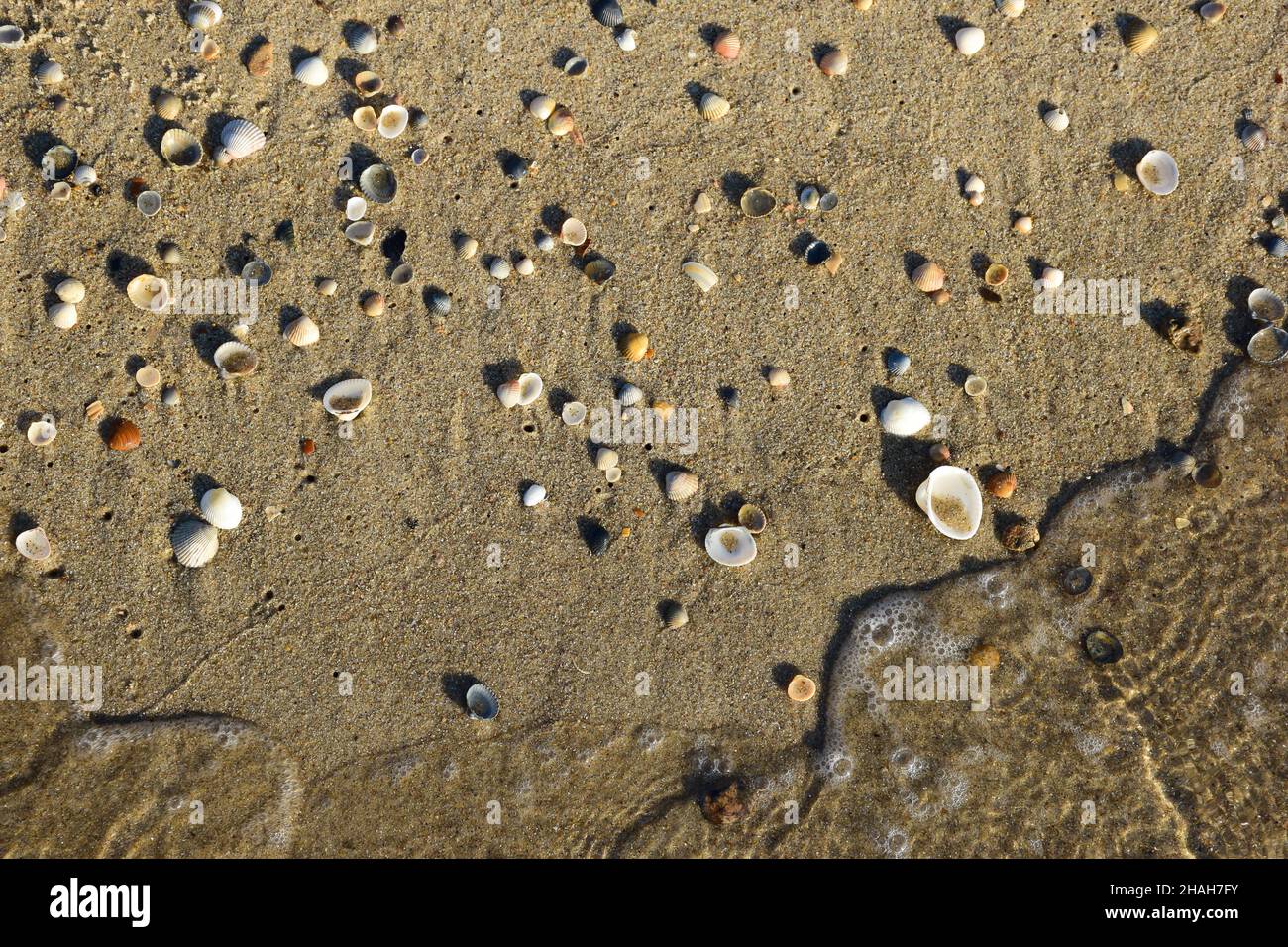 There are many colorful small seashells on the sandy seashore. At the bottom of the frame is a foamy wave. Stock Photo
