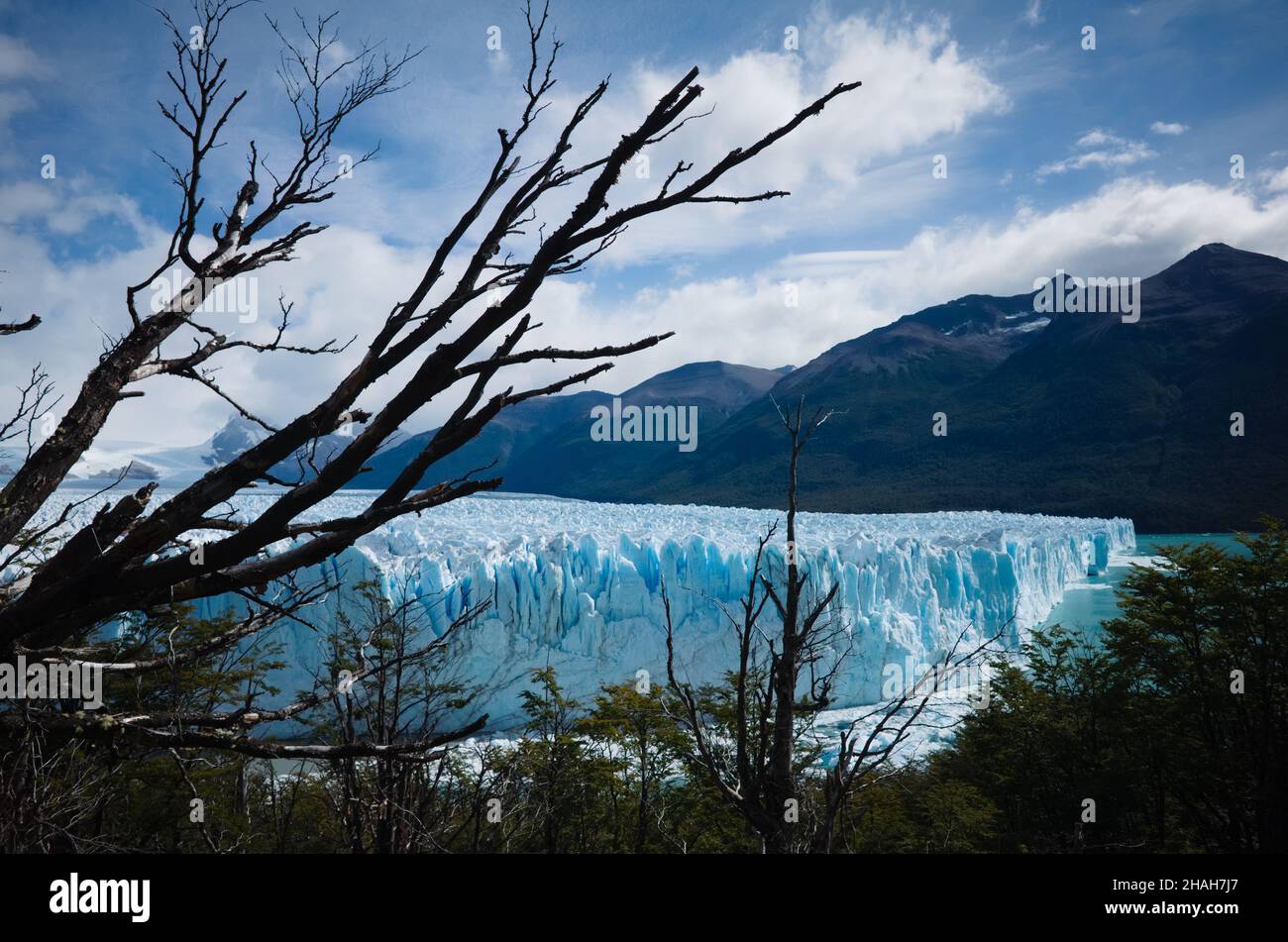 Side view of Perito Moreno Glacier in Los Glaciares National Park, Argentina through tree branches of Magellanic subpolar forest Stock Photo