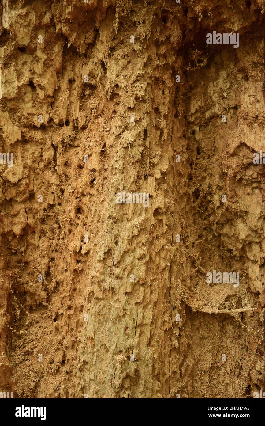 Old, dry, insect-eaten tree with a clear structure Stock Photo