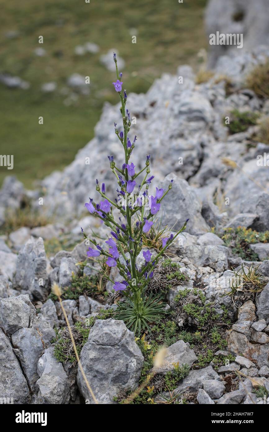 Violet flowers of Campanula aizoon at Mt Parnassus in Greece Stock Photo