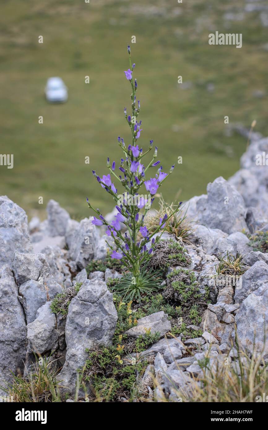 Violet flowers of Campanula aizoon at Mt Parnassus in Greece Stock Photo