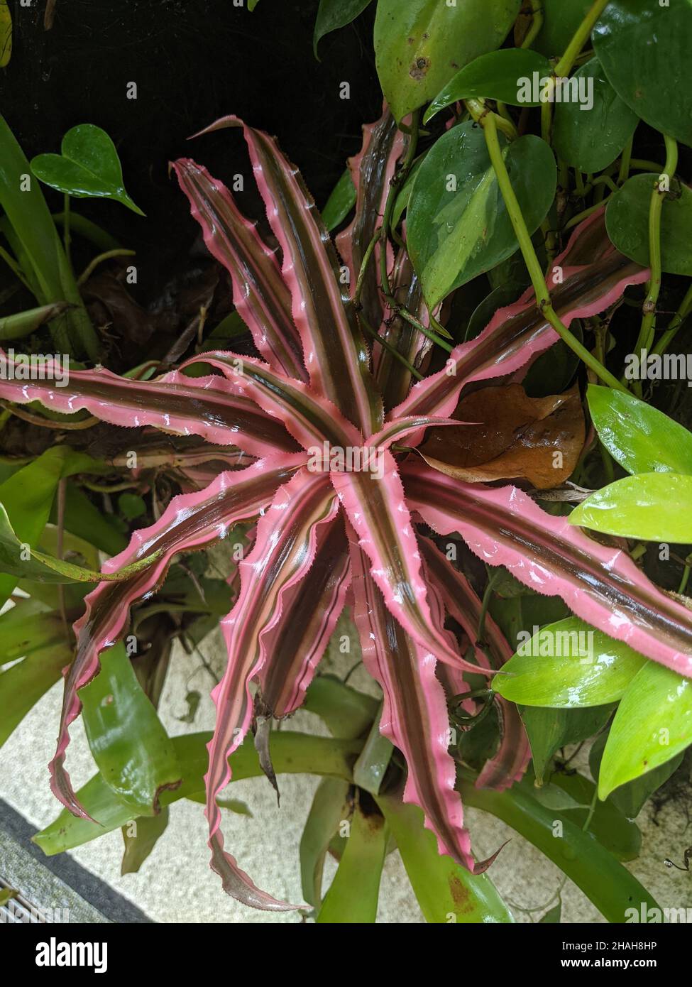 Vertical shot of a red Cryptanthus plant in a forest Stock Photo