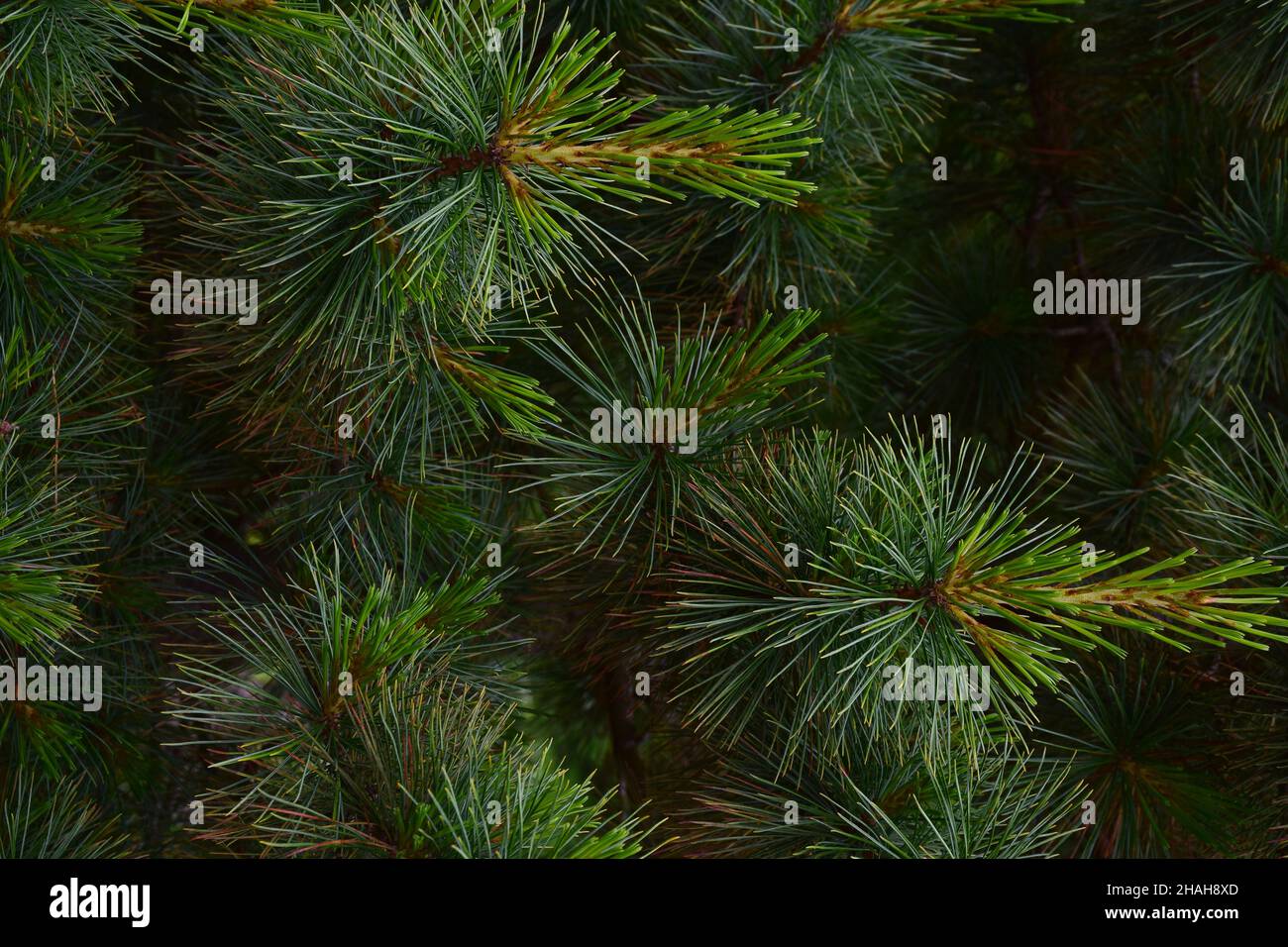 Close-up of pine branches for the whole frame with well-visible large individual needles and beautiful green natural shades Stock Photo