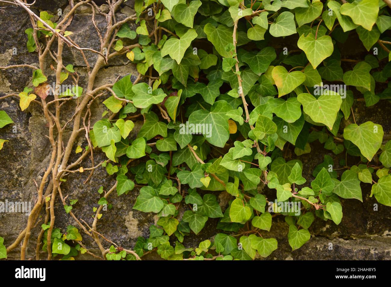 Background from old brickwork, vine leaves are woven in the upper right corner. On the left is the place to insert the inscription Stock Photo