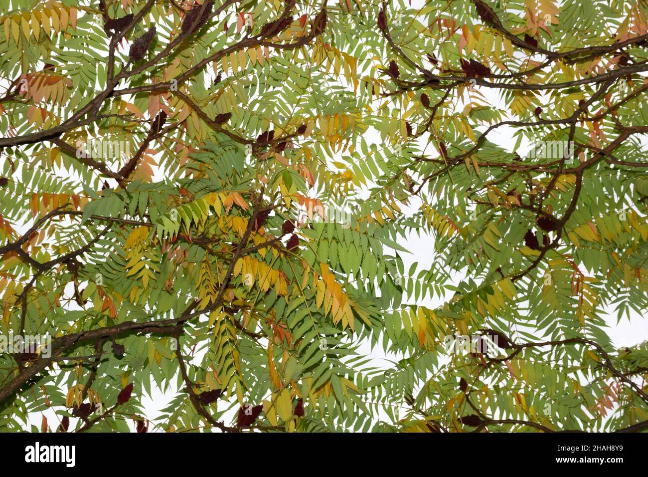 Deciduous crown of a tree with autumn yellow and green leaves with the ...
