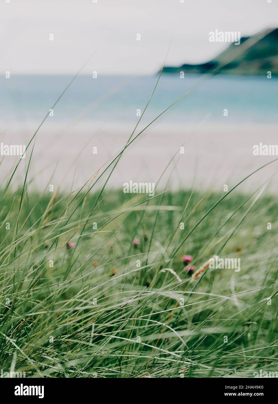 A Scottish minimal Marram grass sand dune, beach & sea summer landscape on the Isle of Mull, Inner Hebrides, Scotland UK - summer coastline background Stock Photo