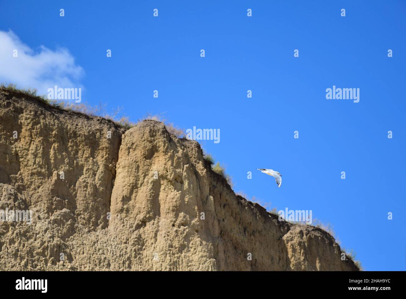 A seagull flies near a sandy sheer cliff against the backdrop of a bright blue sky. Blurred background Stock Photo