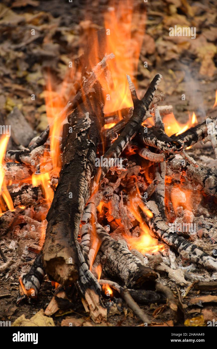 Firewood and smoldering logs red-hot in a burning fire with a bright ...
