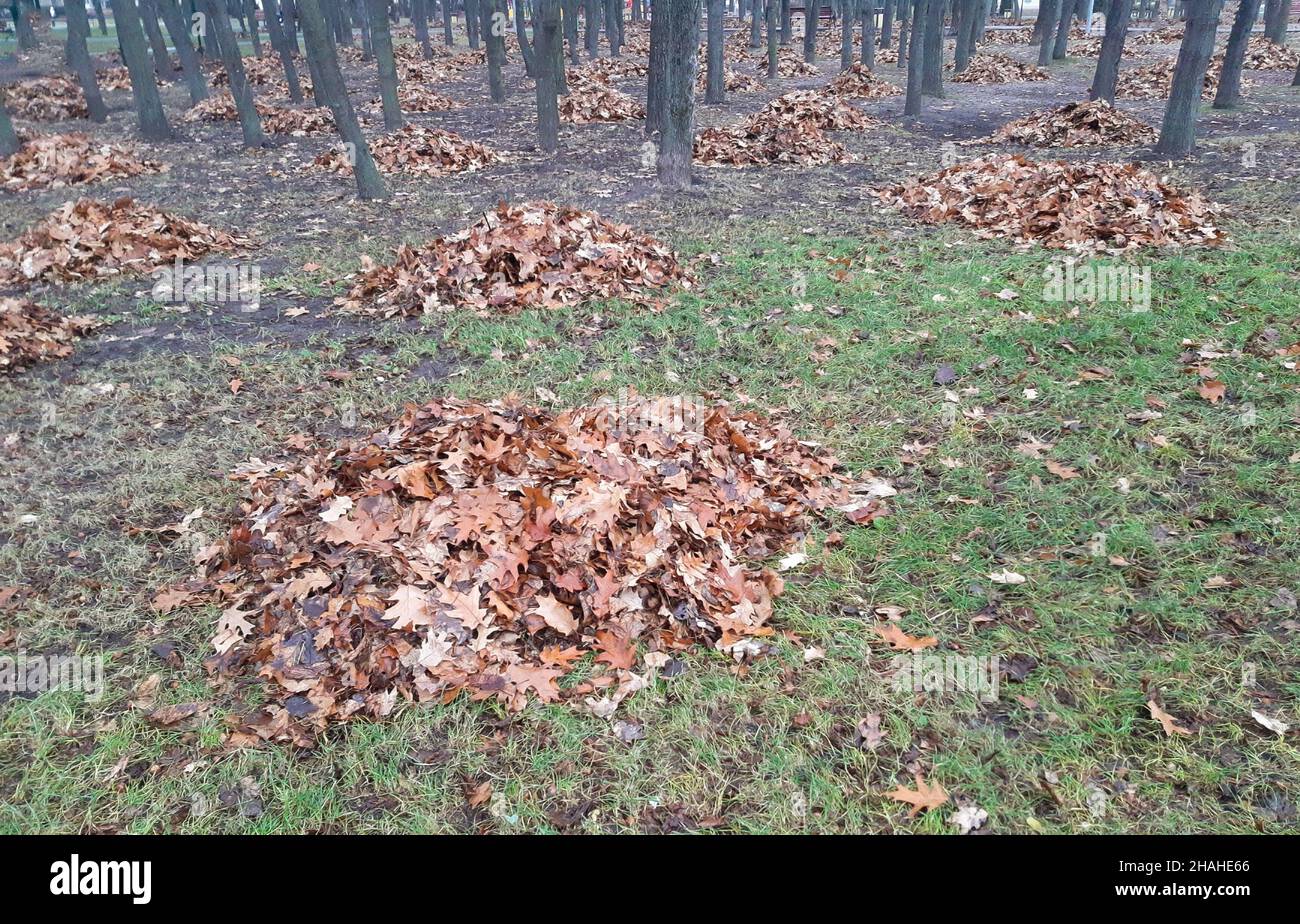 Collected in a heap of autumn brown leaves lie between the trees in the park Stock Photo