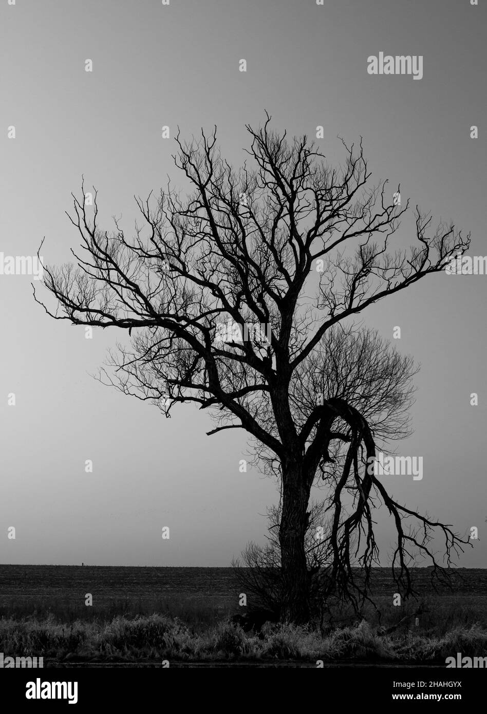 Grayscale shot of a leafless tree in the field at dusk Stock Photo