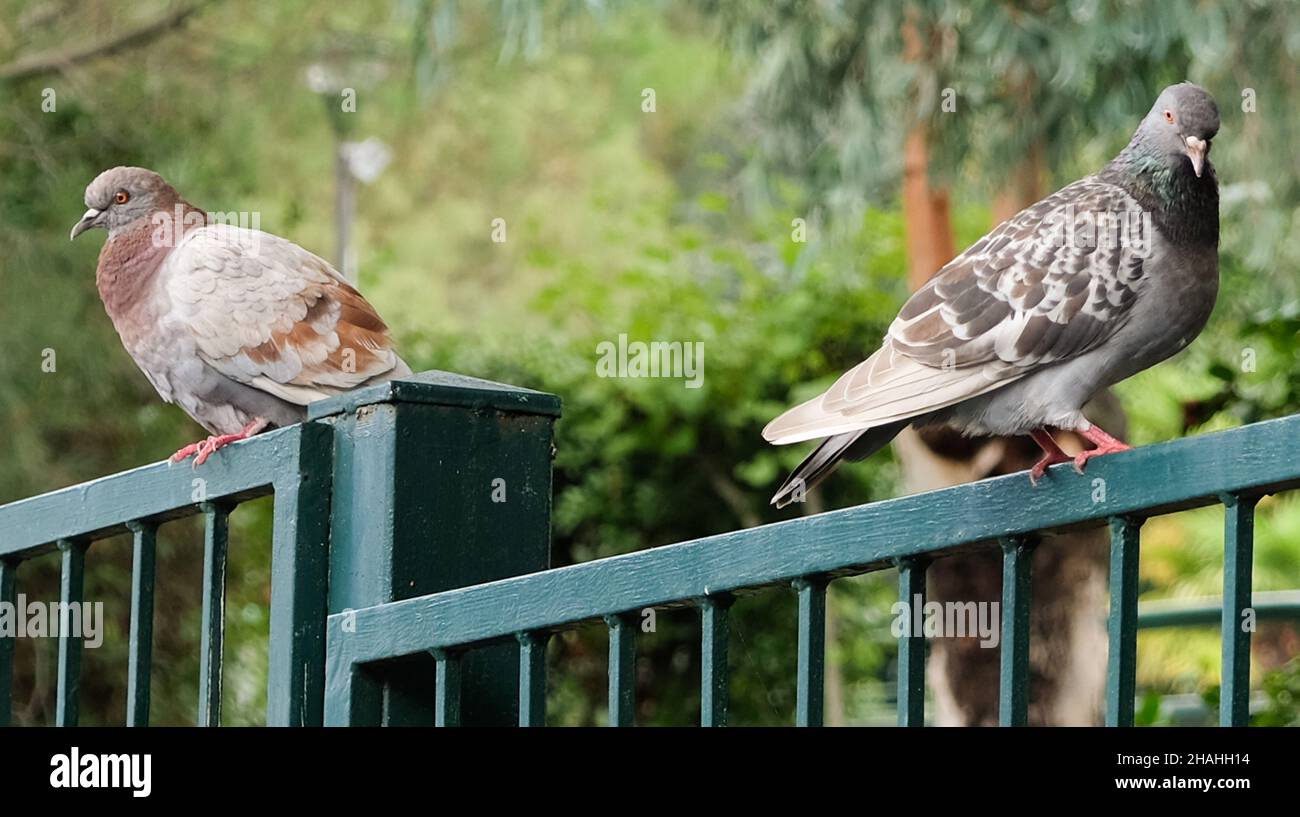 Zafferana Etnea town, Province of Catania, Sicily. Two doves that seem to be angry with each other. Stock Photo