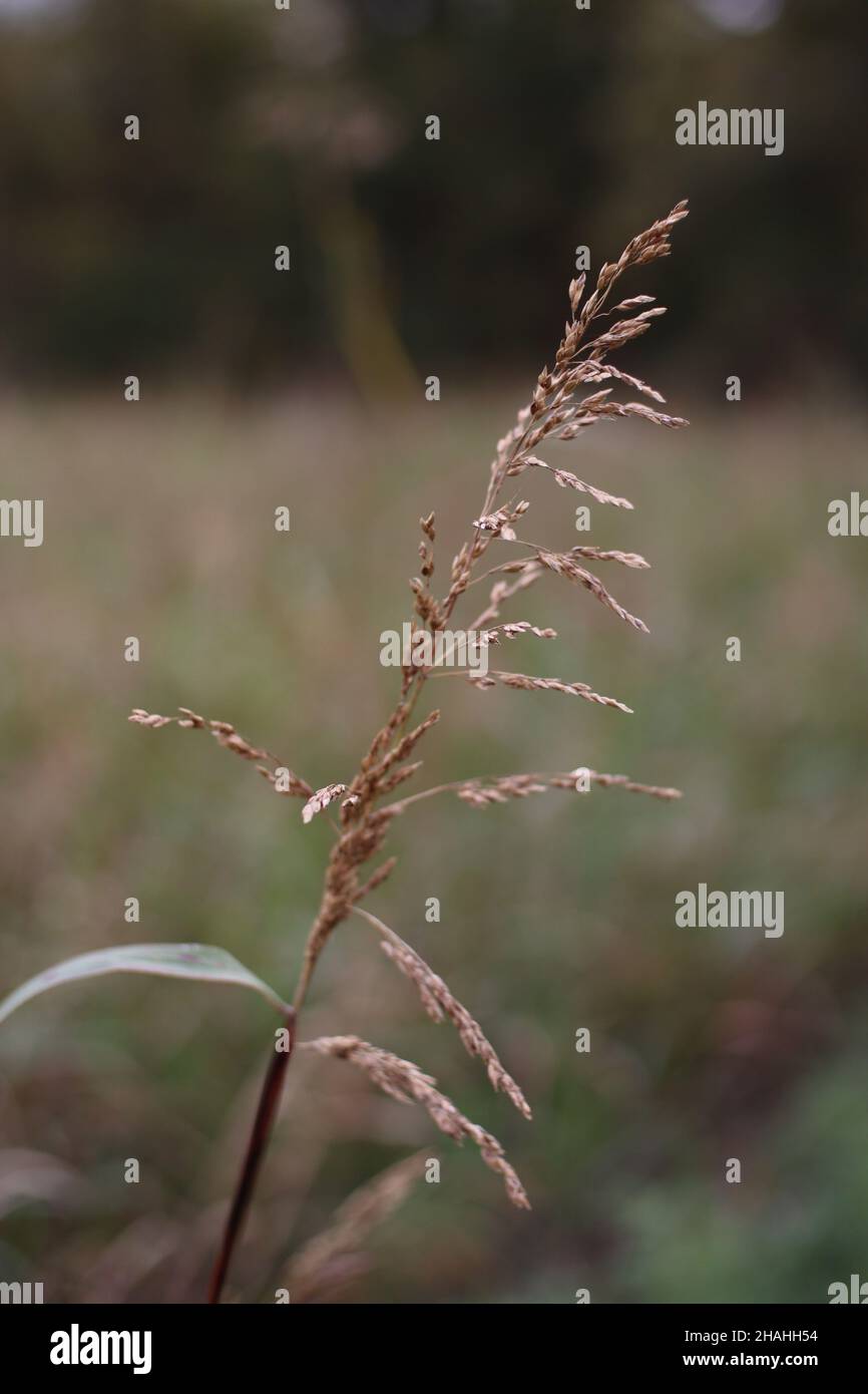 Closeup shot of Agrostis gigantea in a field Stock Photo