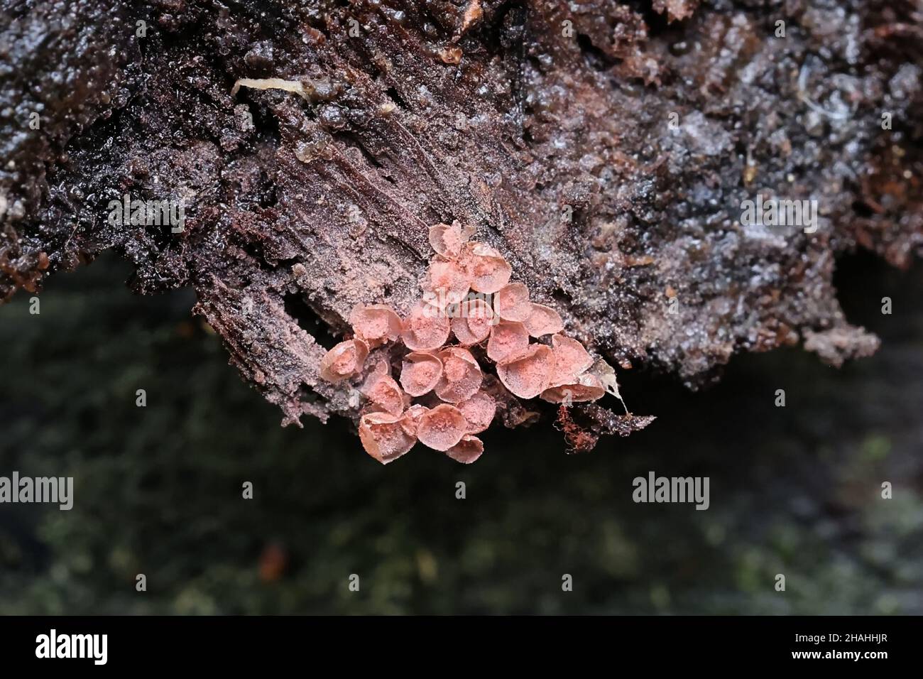 Arcyria incarnata, a candy slime mold, no common English name Stock Photo