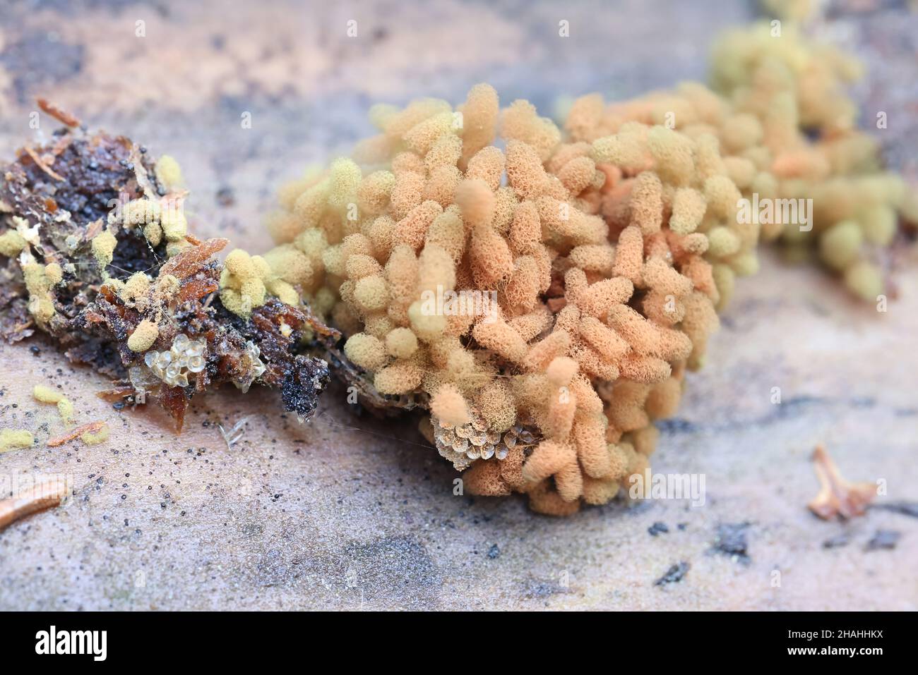 Arcyria ferruginea, a candy slime mold, no common English name Stock Photo