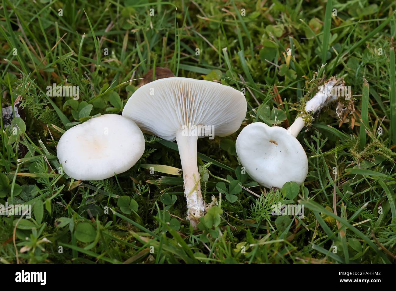 Clitocybe agrestis, sometimes known as meadow funnel, wild mushroom from Finland Stock Photo