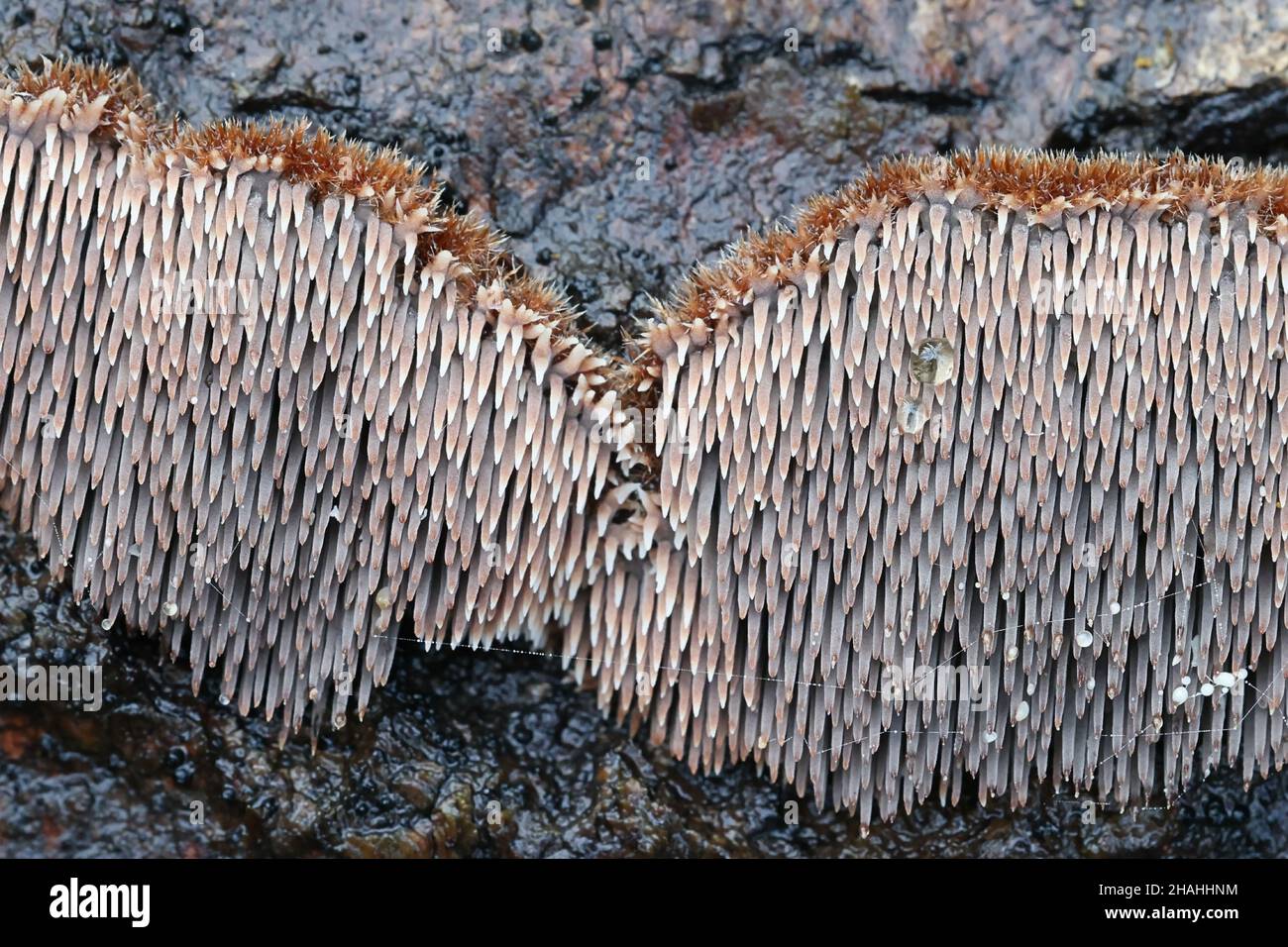 Gloiodon strigosus, a tooth fungus from Finland, no common English name Stock Photo