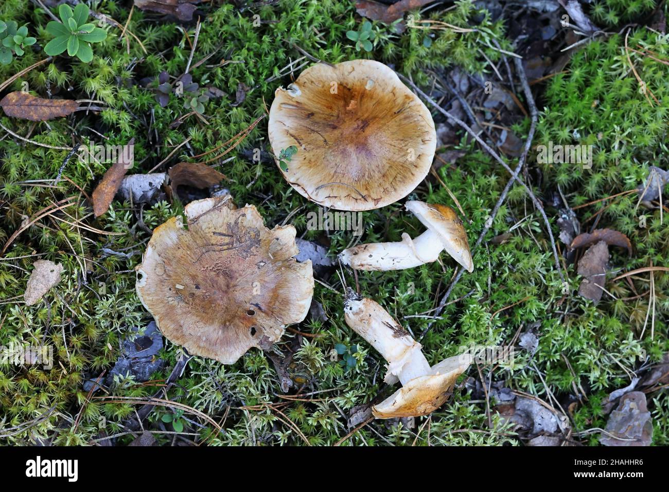 Tricholoma focale, also called Tricholoma zelleri,. commonly known as booted knight, wild mushroom from Finland Stock Photo