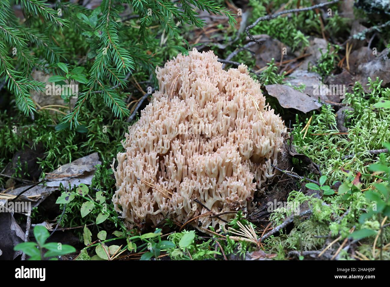 Ramaria boreimaxima, a coral fungus from Finland with no common English name Stock Photo