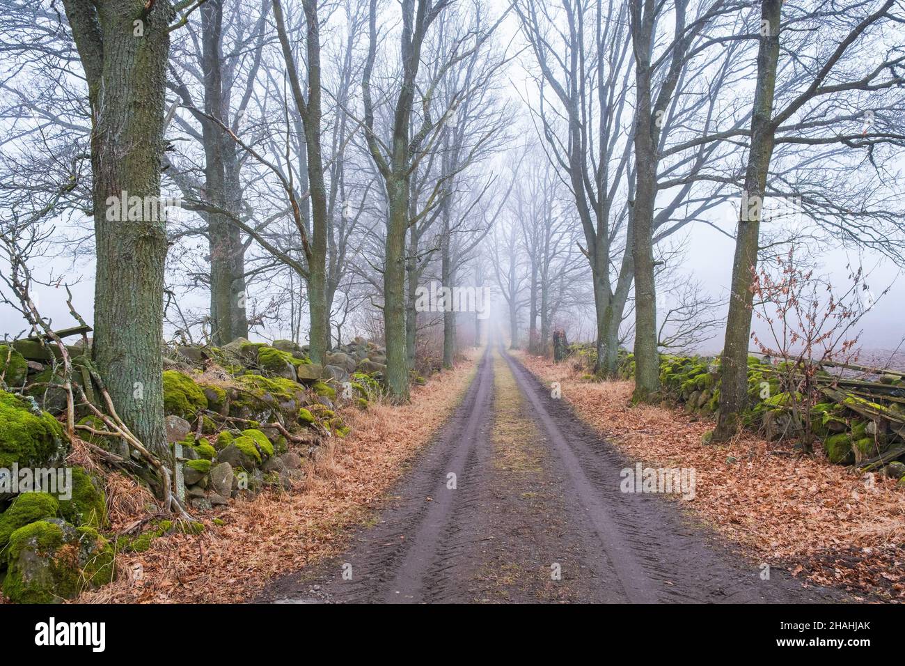 Tree Lined Dirt Road With Fog In The Countryside Stock Photo Alamy