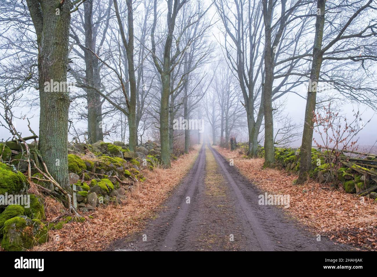 Tree lined dirt road with fog in the countryside Stock Photo - Alamy
