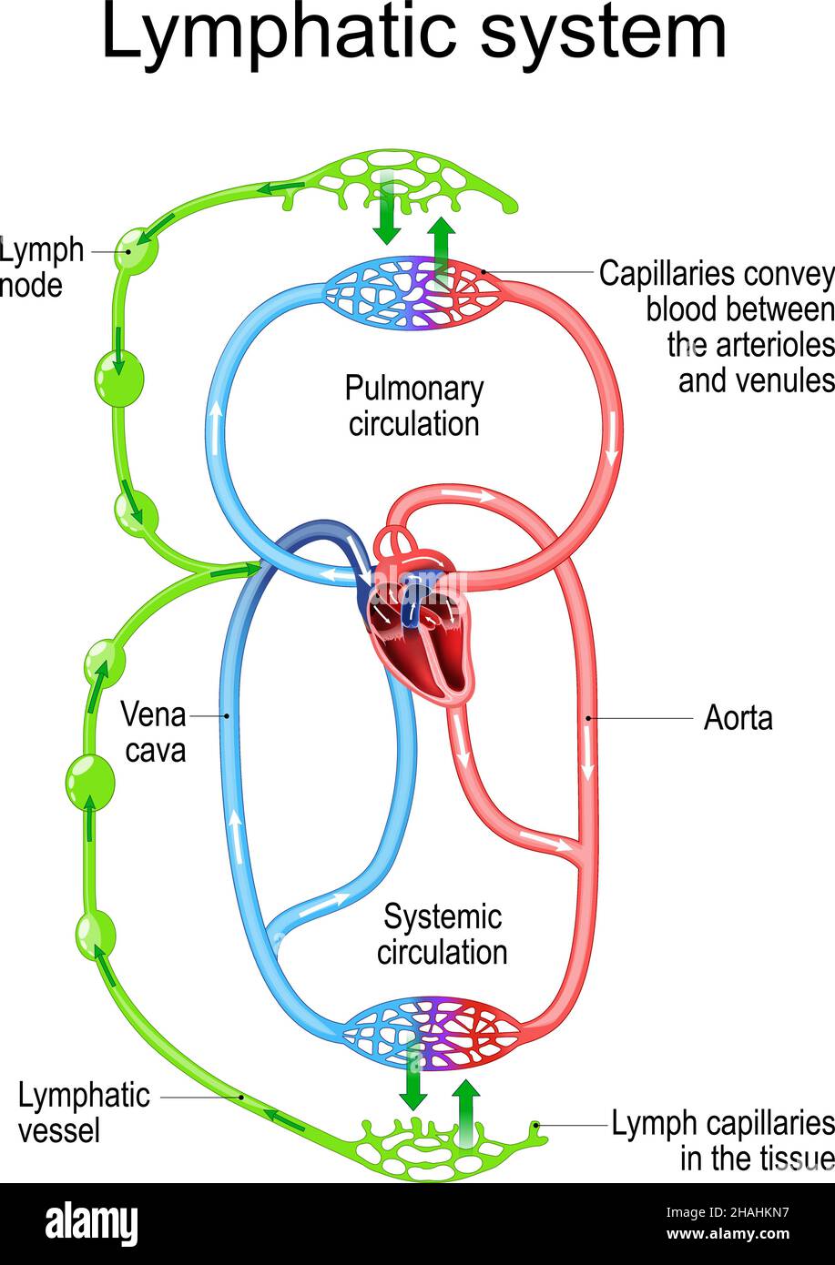 Lymphatic circulation system. parts of immune and Circulatory system. lymph node, blood vessel, Capillaries and heart. vector illustration. human anat Stock Vector