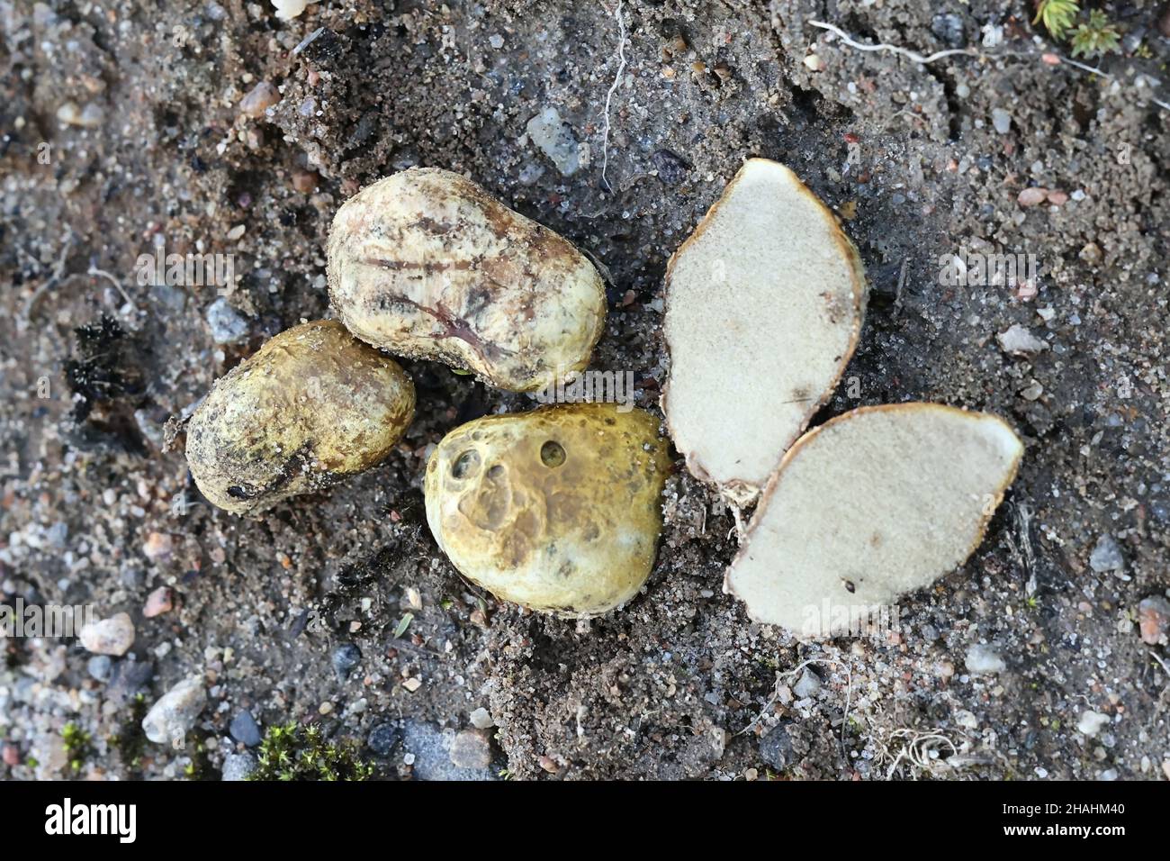 Rhizopogon luteolus, also called Rhizopogon obtextus, commonly known as yellow false truffle, wild fungus from Finland Stock Photo