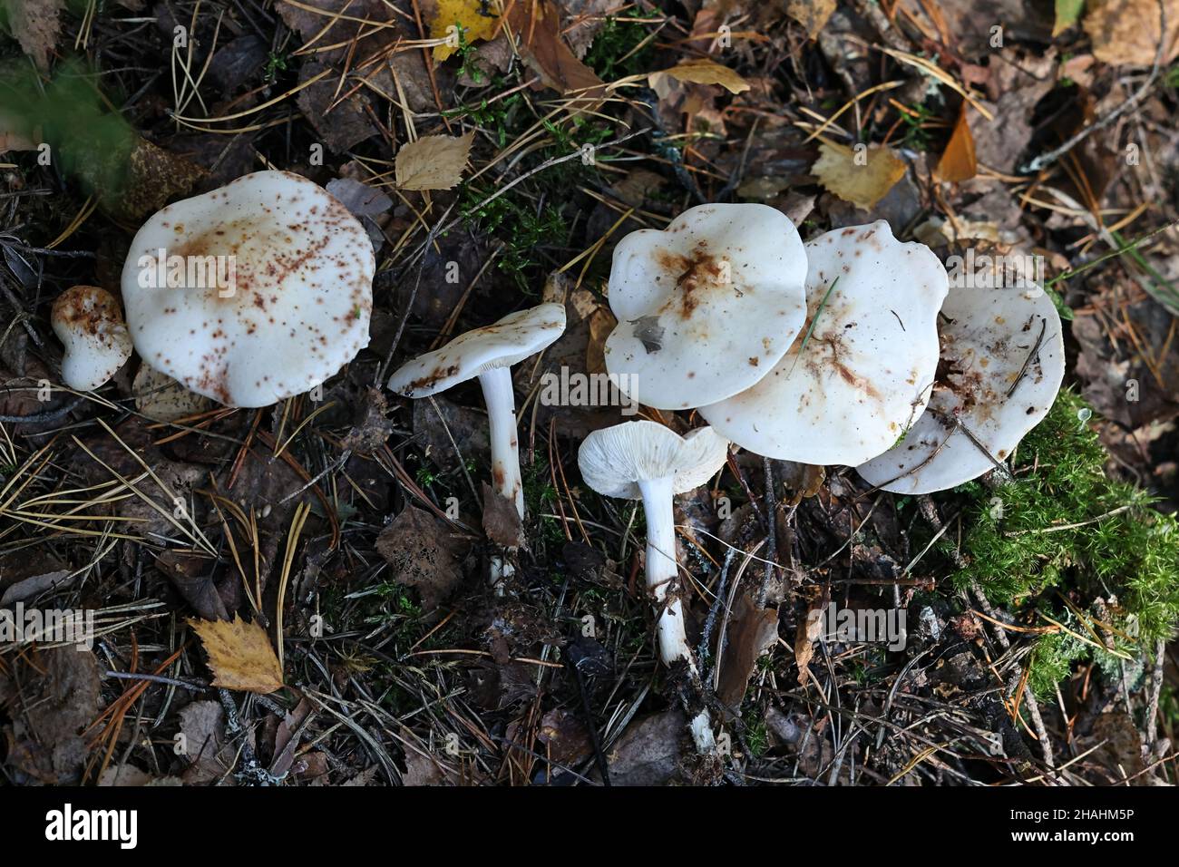 Rhodocollybia maculata, known as Spotted Toughshank, wild mushroom from Finland Stock Photo