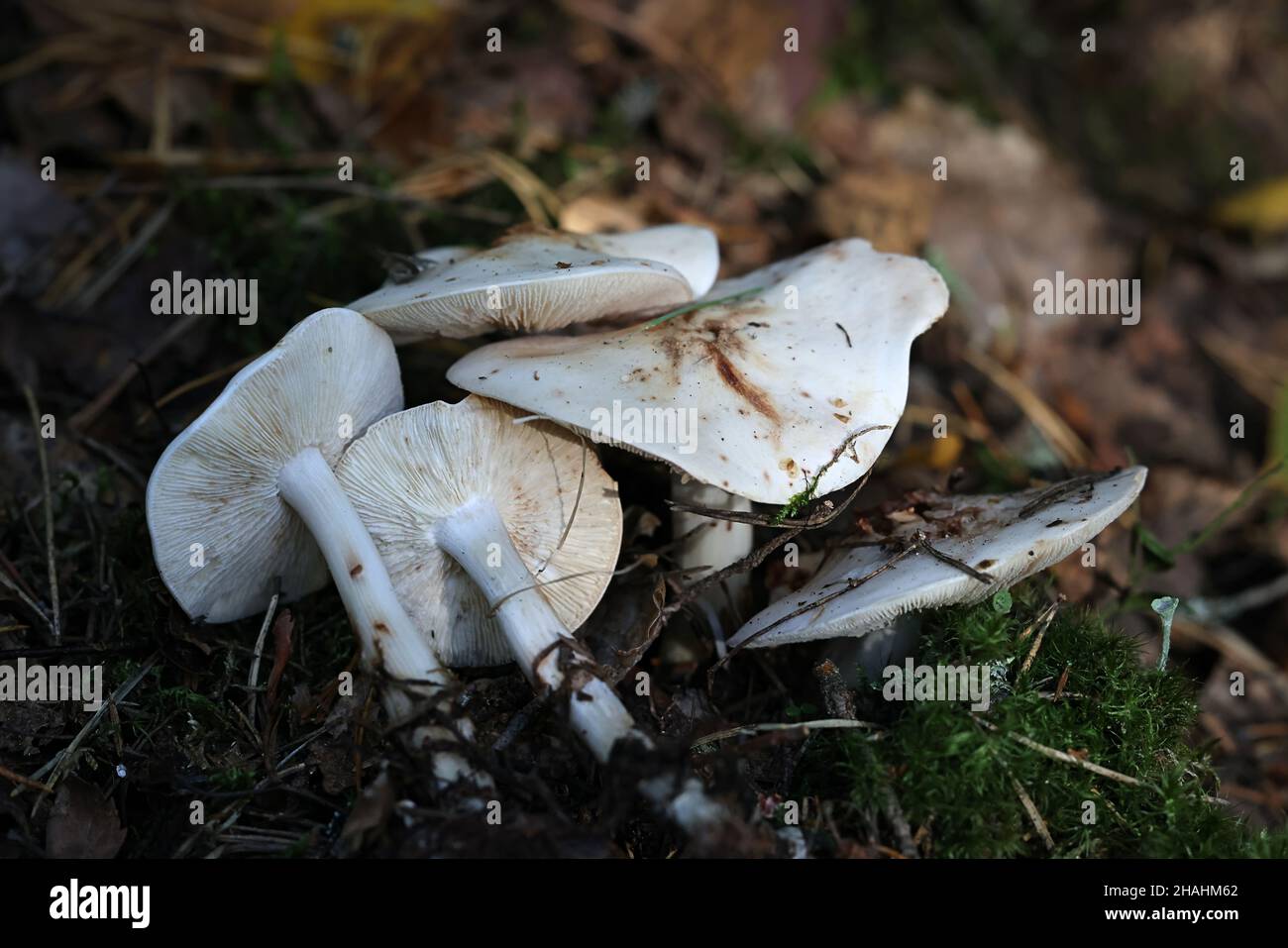 Rhodocollybia maculata, known as Spotted Toughshank, wild mushroom from Finland Stock Photo
