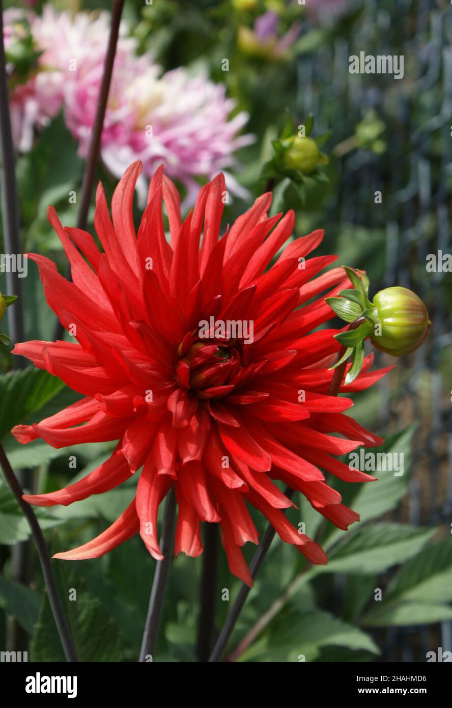Dahlia Flowers Stock Photo