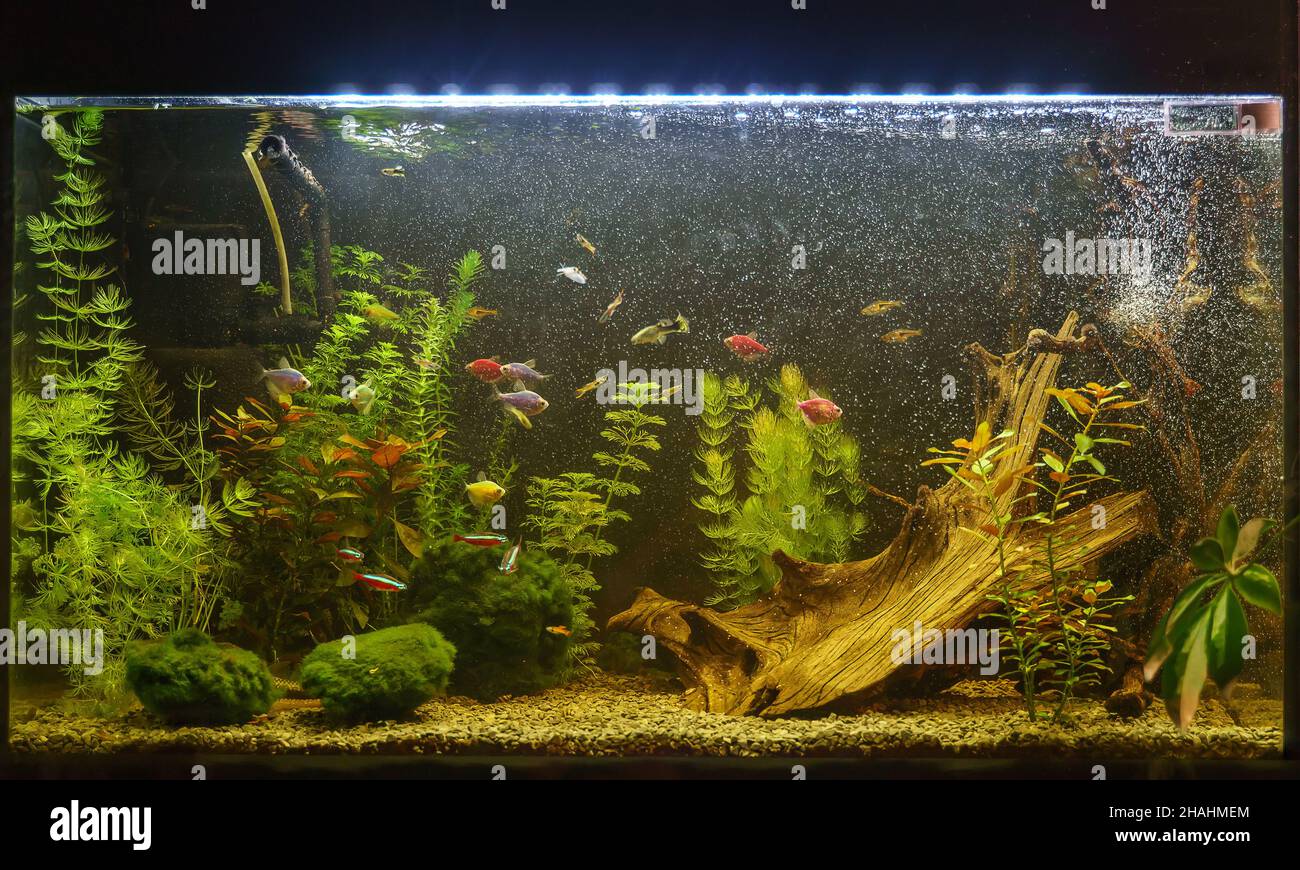 Beautiful planted tropical freshwater aquarium with fishes. Aquascape ...
