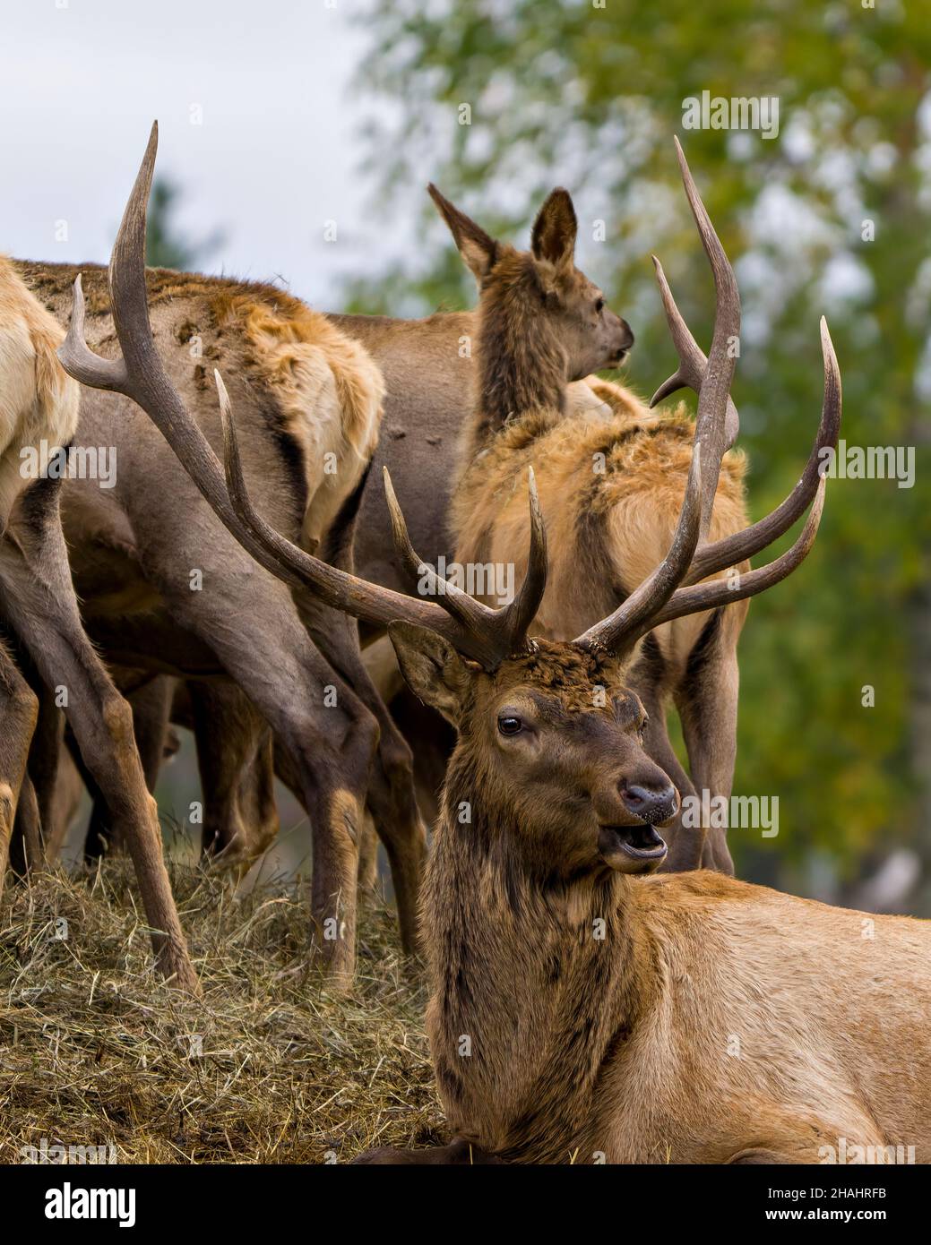 Elk bull bugling and resting on hay with its cows elk around him in their environment and habitat surrounding. Red Deer Image. Stock Photo