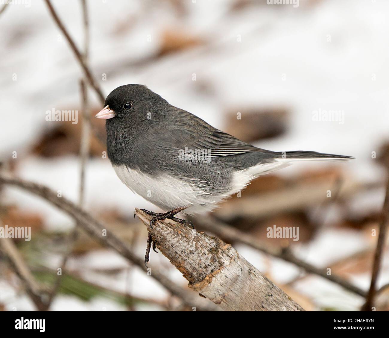 Junco greeting card photo and image bird hires stock photography and