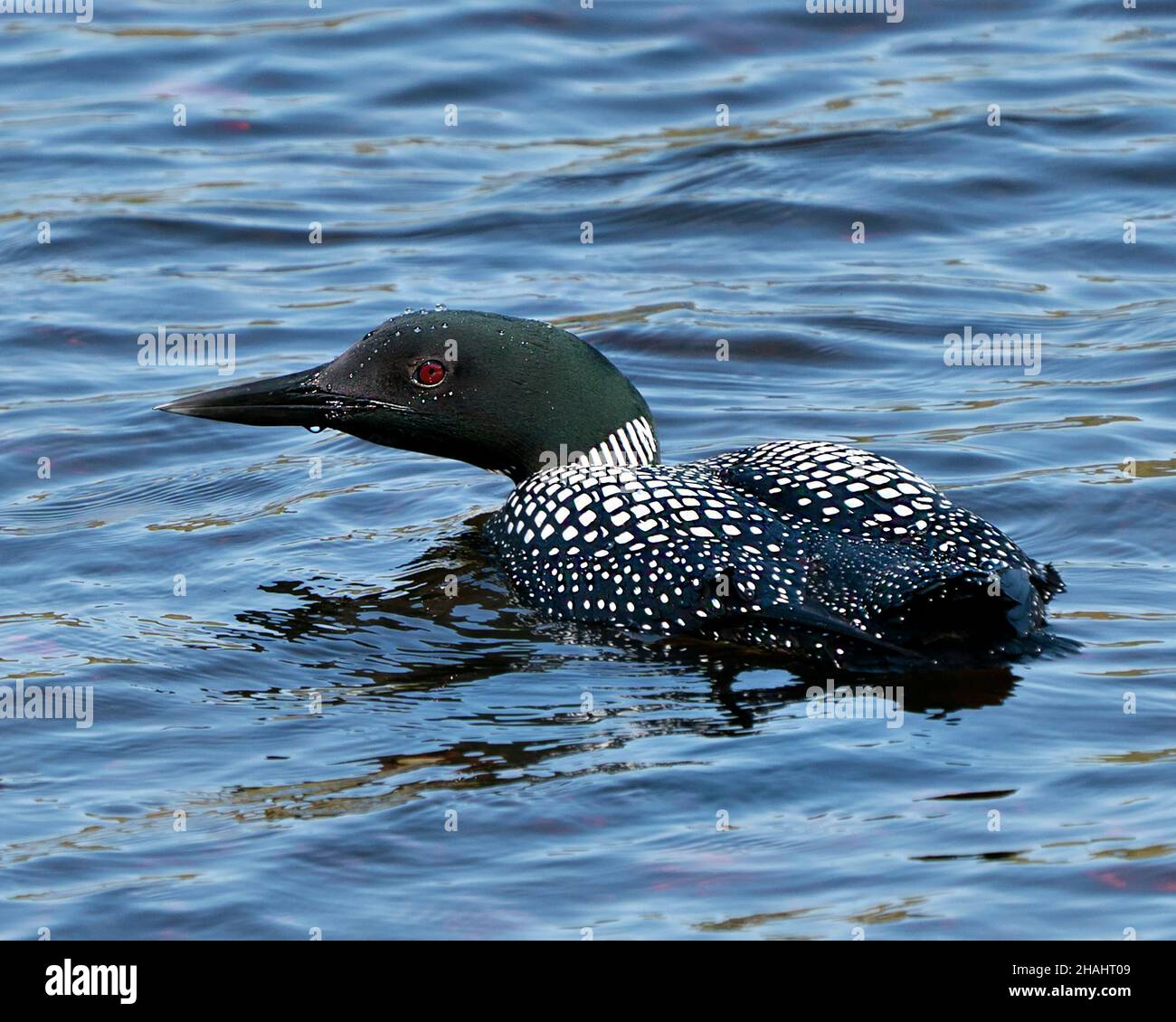 Common Loon close-up profile side rear view swimming in the lake in its environment and habitat, displaying red eye, white and black feather plumage, Stock Photo