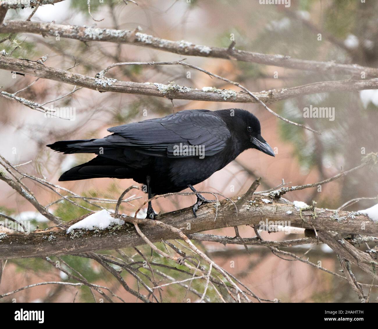 Ravane hi-res stock photography and images - Alamy