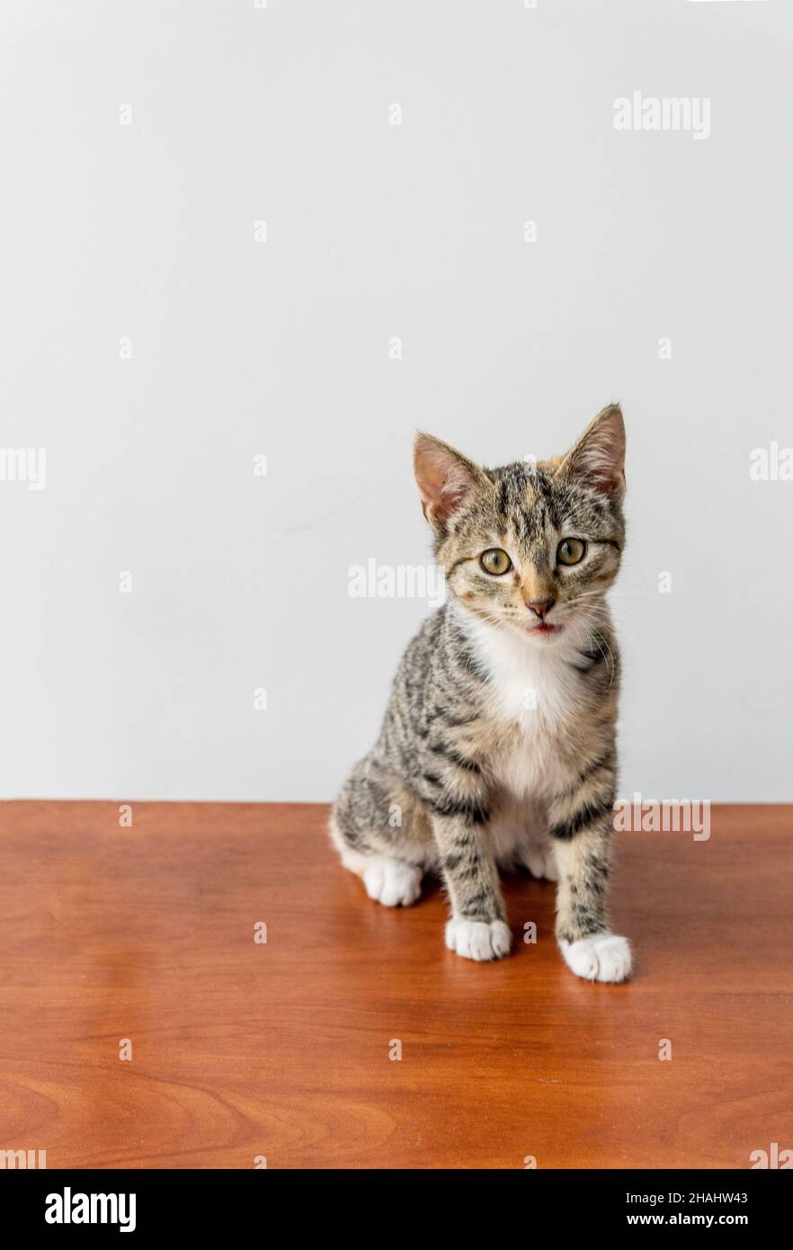 Gray cat sitting on wooden floor with white background Stock Photo - Alamy