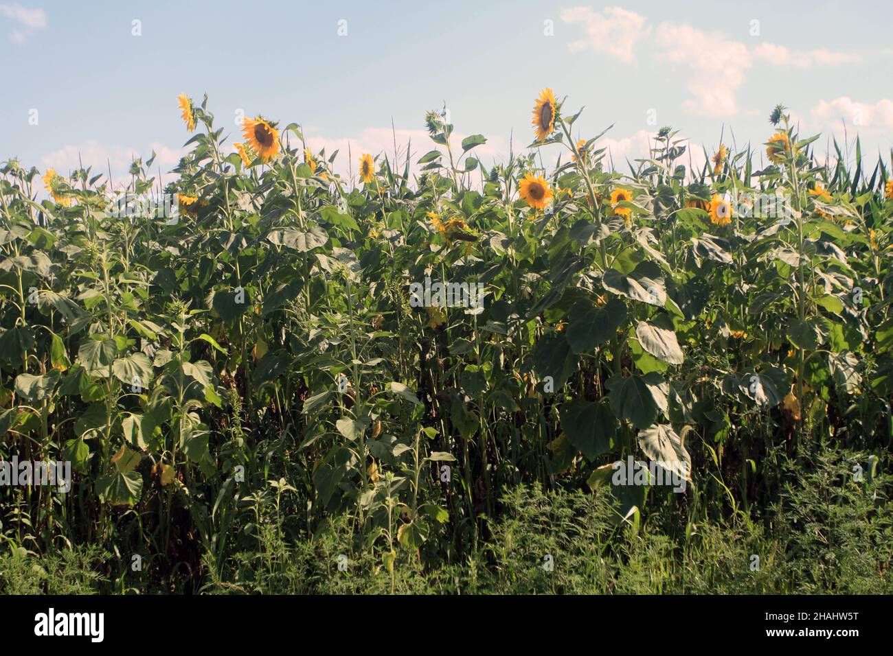 Sunflower field in upstate New York Stock Photo Alamy