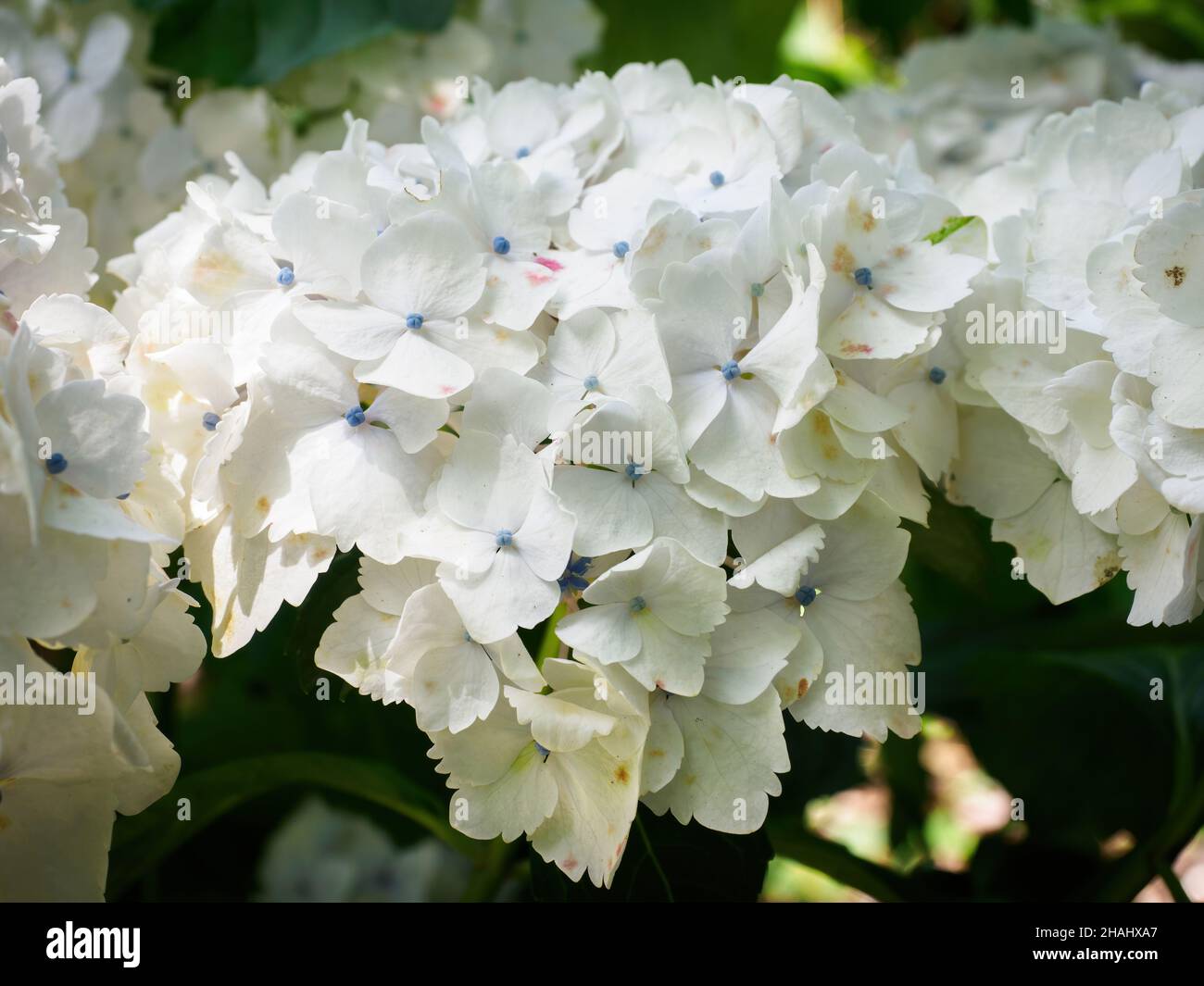 white Mophead Hydrangea Macrophylla flowers Stock Photo Alamy
