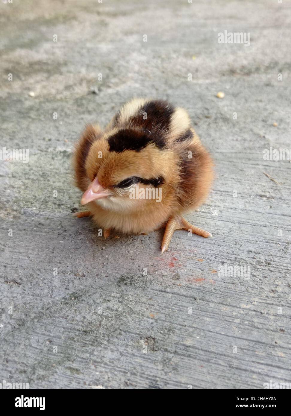 Newborn Chick Stock Photo