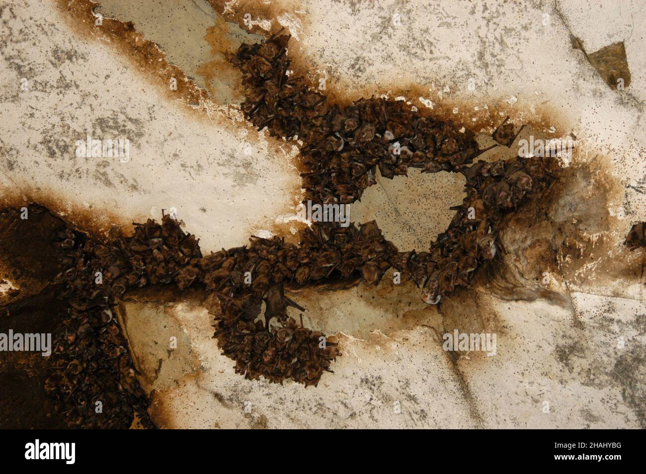 Group of sleeping bats colony in a cave. Caucasus mountains,