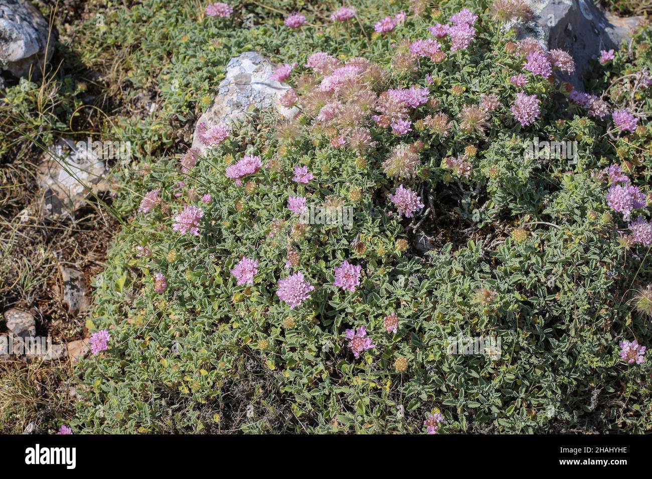 Pink flowers of Pterocephalus perennis at Mt Parnassus in Greece Stock Photo