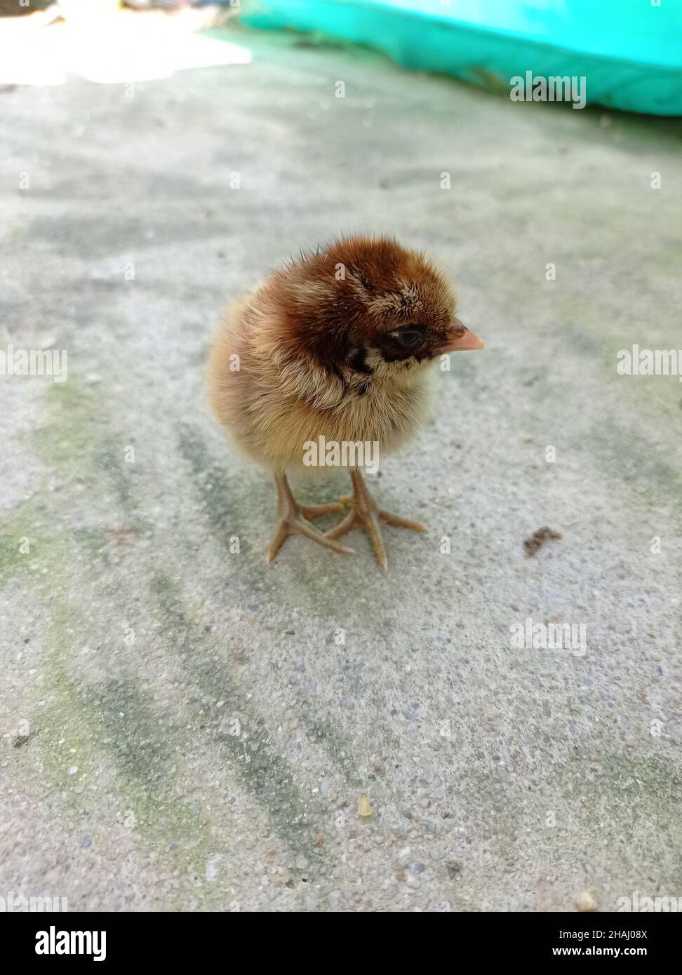 Newborn Chick Stock Photo