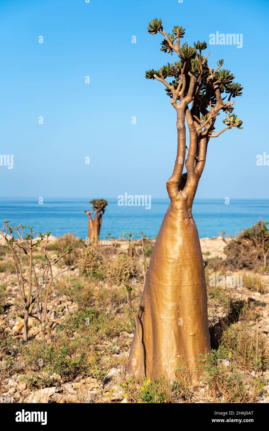 Socotra island tree bottle hi-res stock photography and images - Alamy
