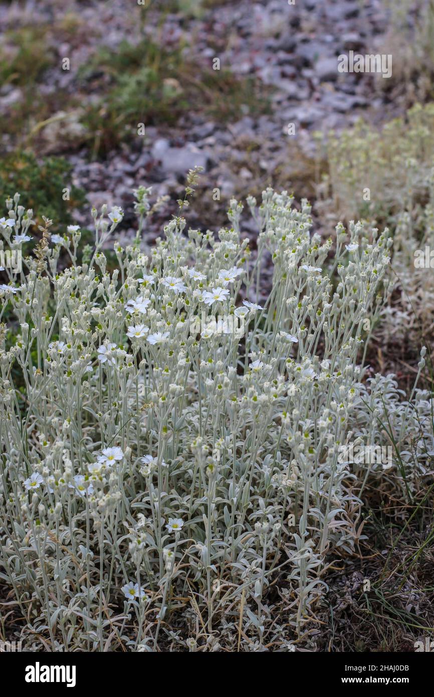 Plant Greek Snow in the summer, Cerastium candidissimum at natural habitat at Mt Parnassus in Greece Stock Photo