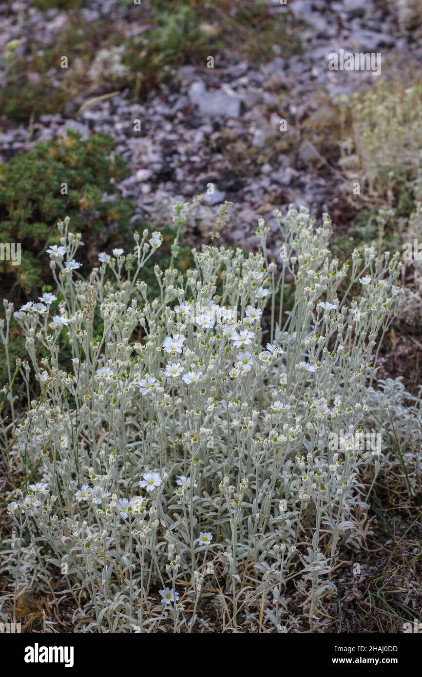 Plant Greek Snow in the summer, Cerastium candidissimum at natural habitat at Mt Parnassus in Greece Stock Photo
