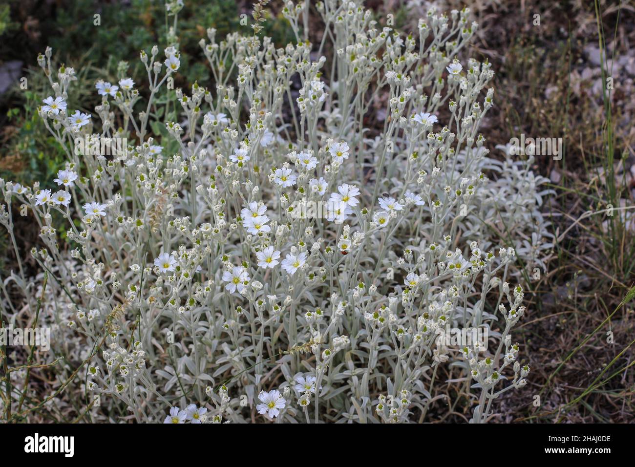 Plant Greek Snow in the summer, Cerastium candidissimum at natural habitat at Mt Parnassus in Greece Stock Photo