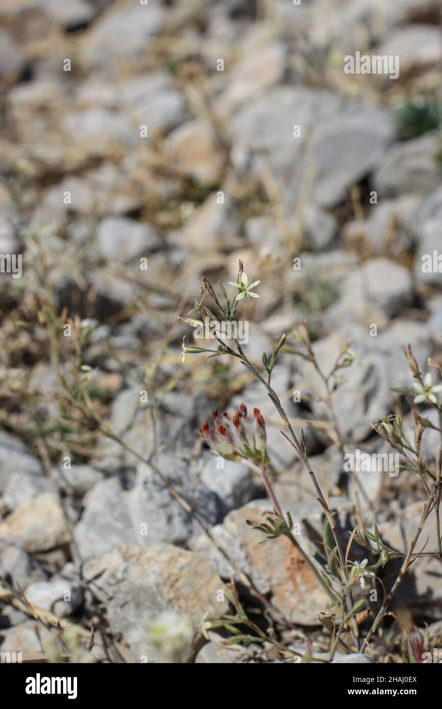 Pale yellow flowers of Petrorhagia illyrica at Mt Parnassus in Greece Stock Photo