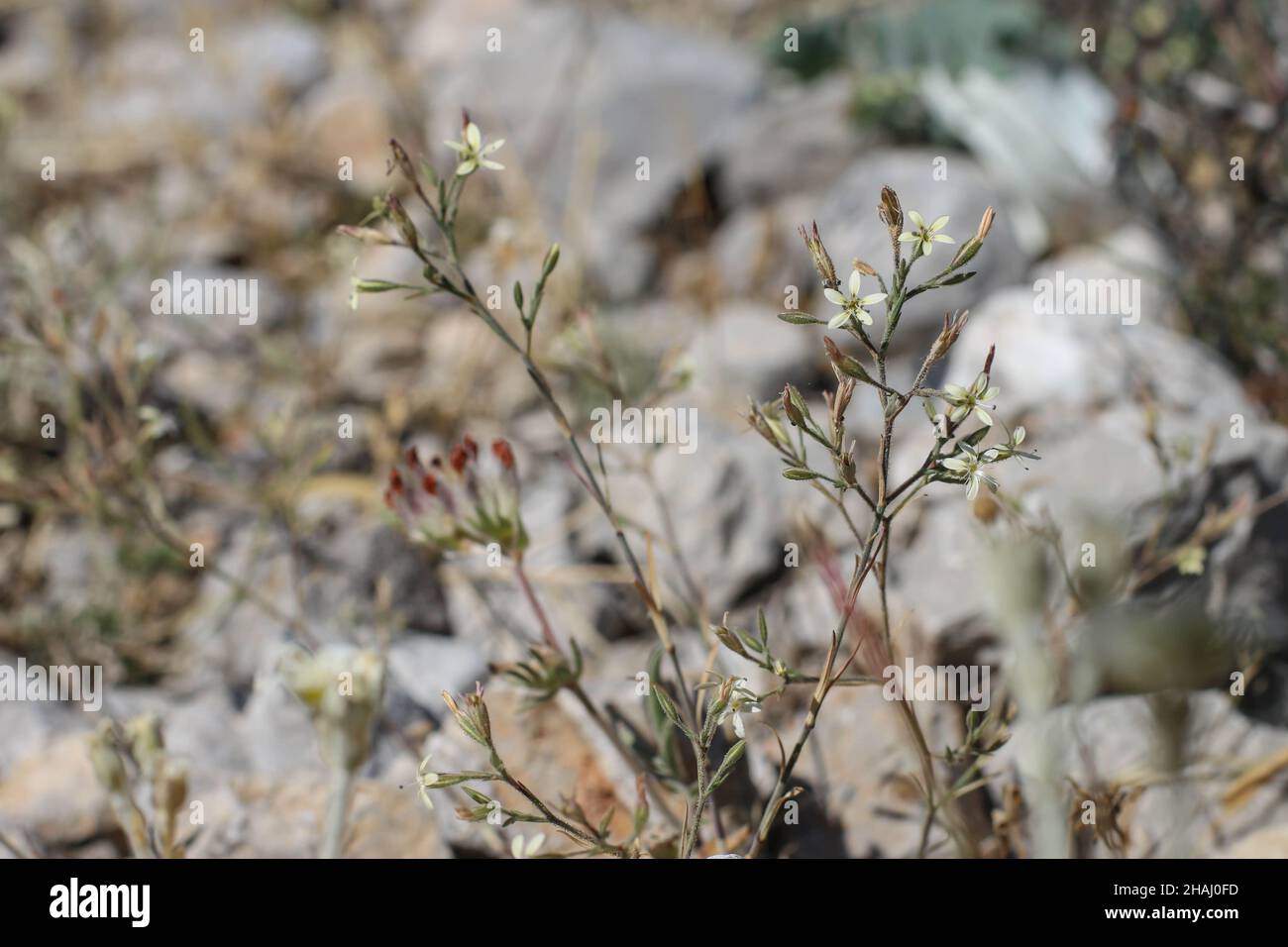 Pale yellow flowers of Petrorhagia illyrica at Mt Parnassus in Greece Stock Photo