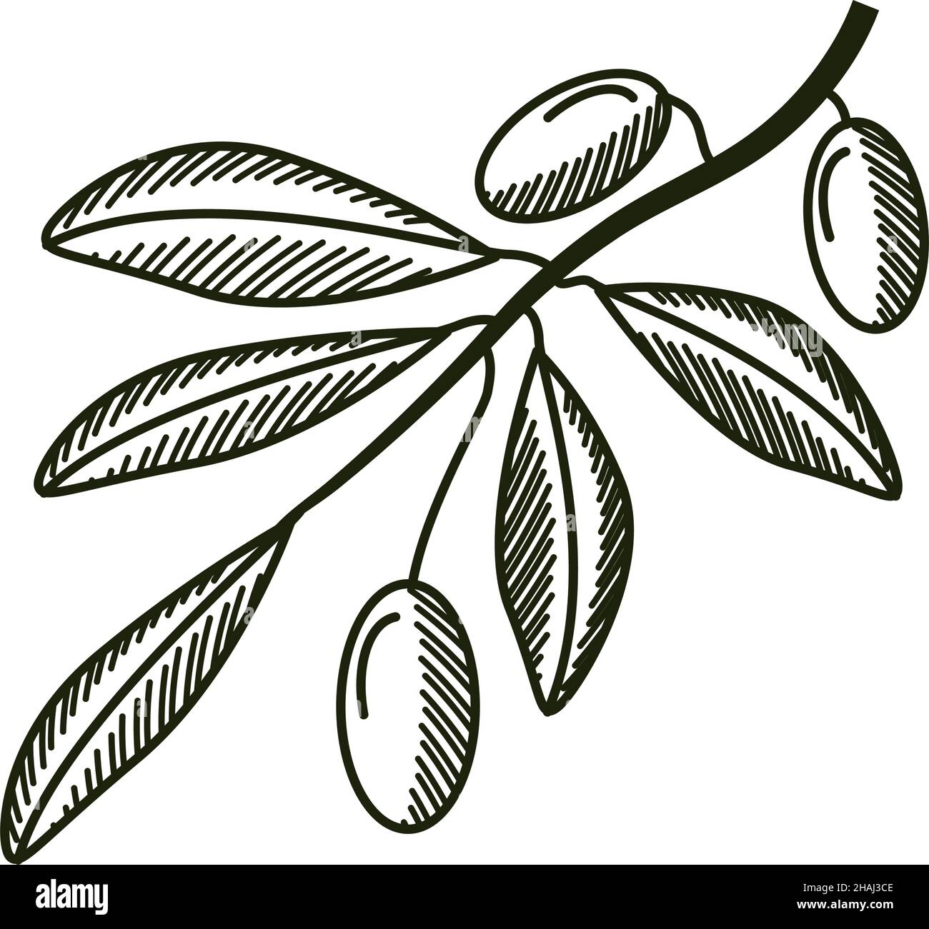 olive branch in sketch style Stock Vector Image & Art - Alamy
