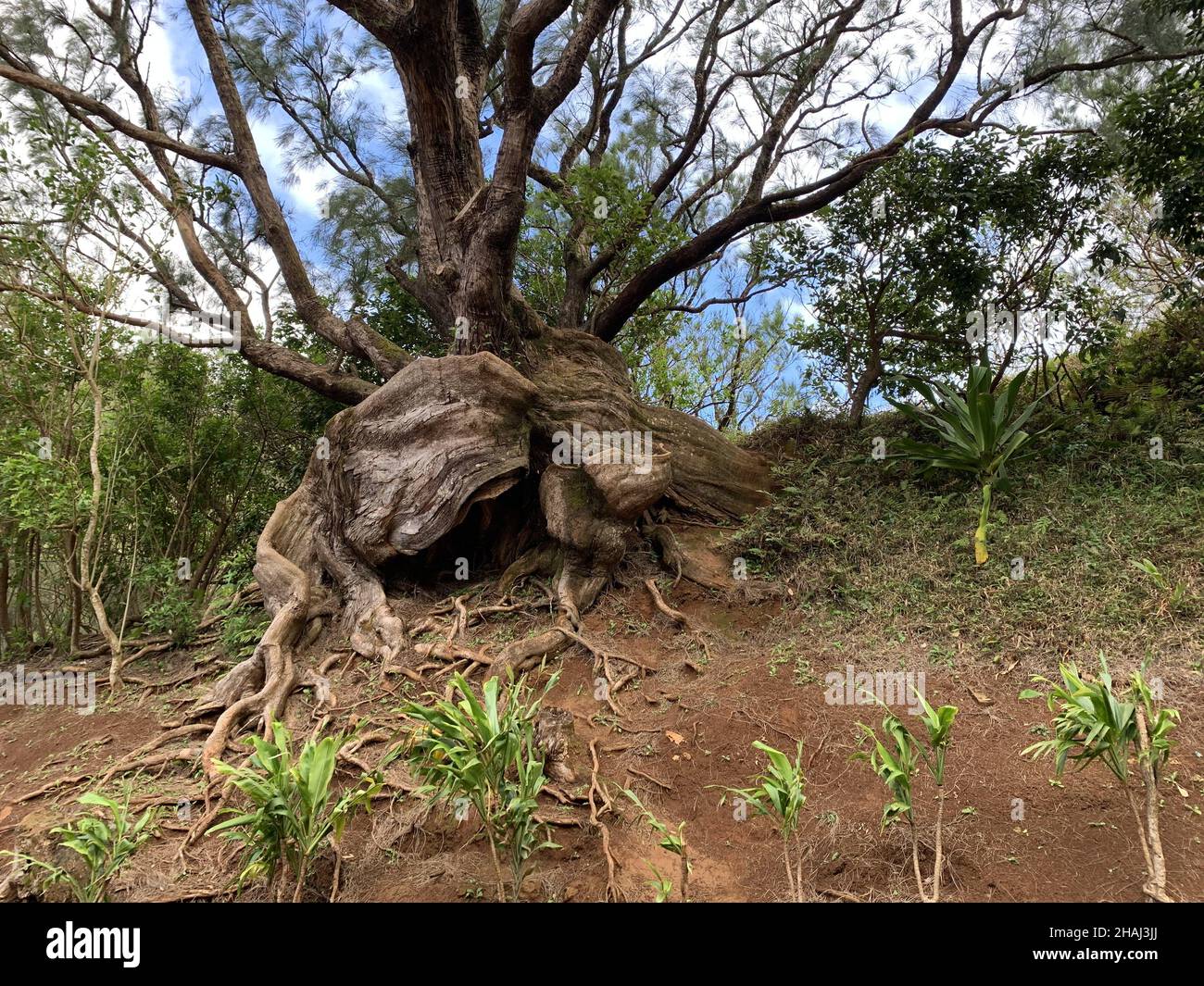 Hawaii Tree Roots Root gnarled garden hi-res stock photography and images - Alamy