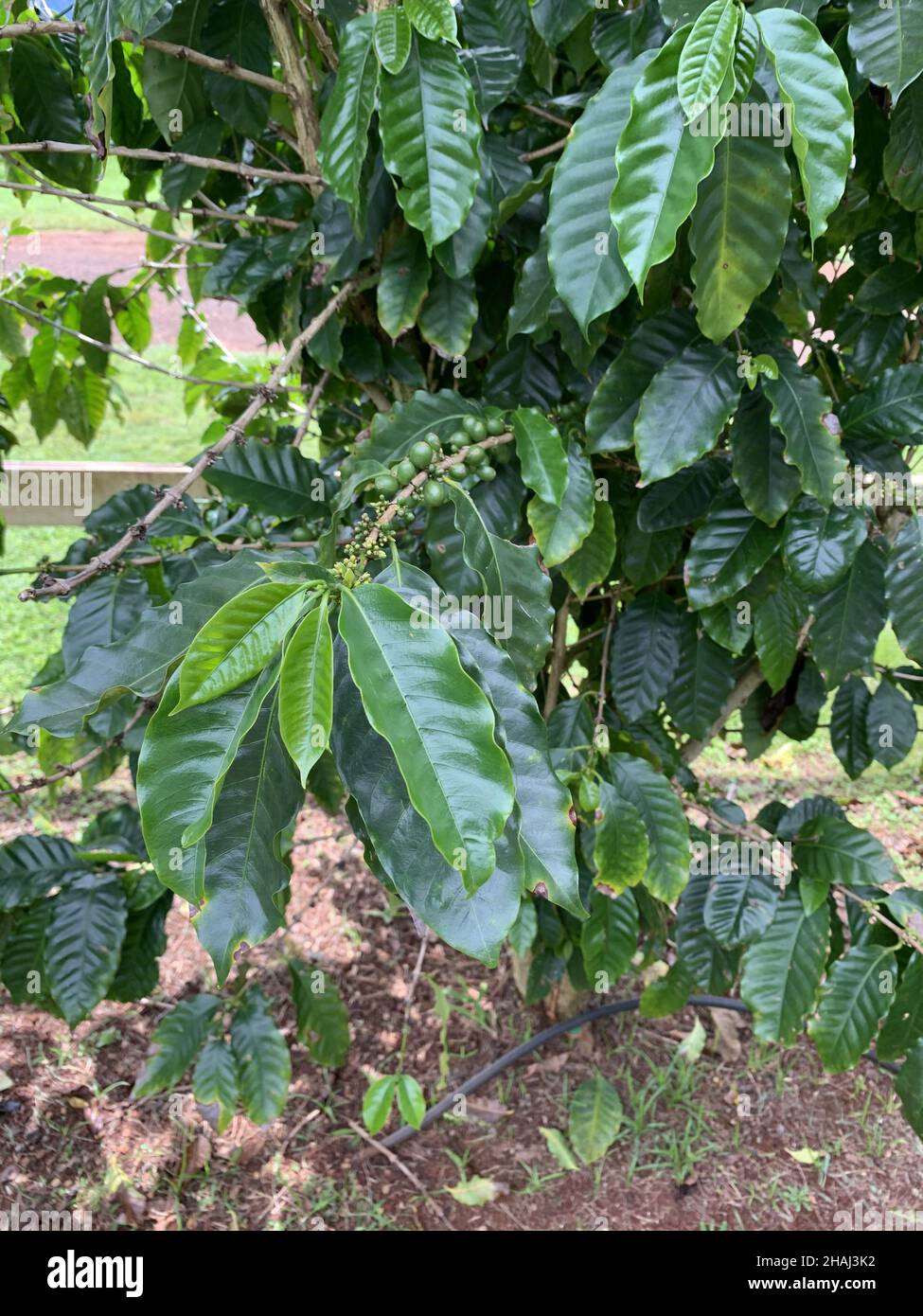 Coffee bean plant with green leaves and beans in the garden, Oahu